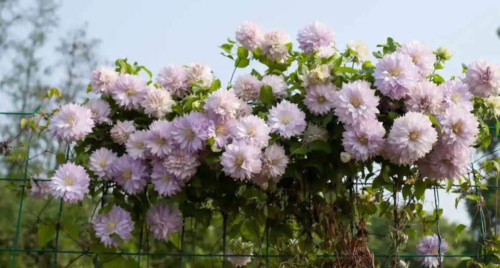 小空間也能美上天，你的花園真的很需要她！