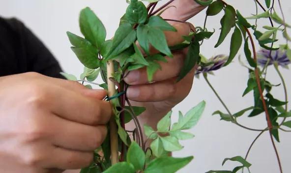 植物黃金生長(zhǎng)季，如何給小鐵凹個(gè)美美的造型？且聽潘師傅為你講解