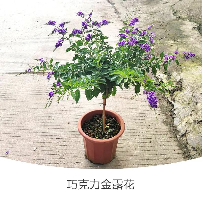 金露花 | 人間巧克力，開花時隔壁小孩要饞哭