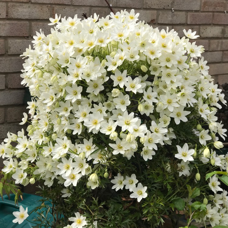 不到幾年爬滿墻！鐵線蓮中的‘開花機(jī)器’非它們莫屬~